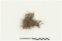 藏品(大羽苔)的圖片